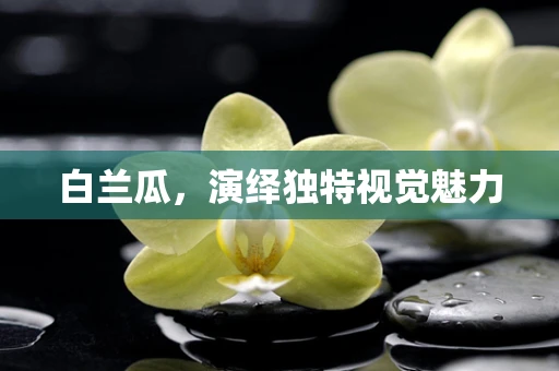 白兰瓜，演绎独特视觉魅力